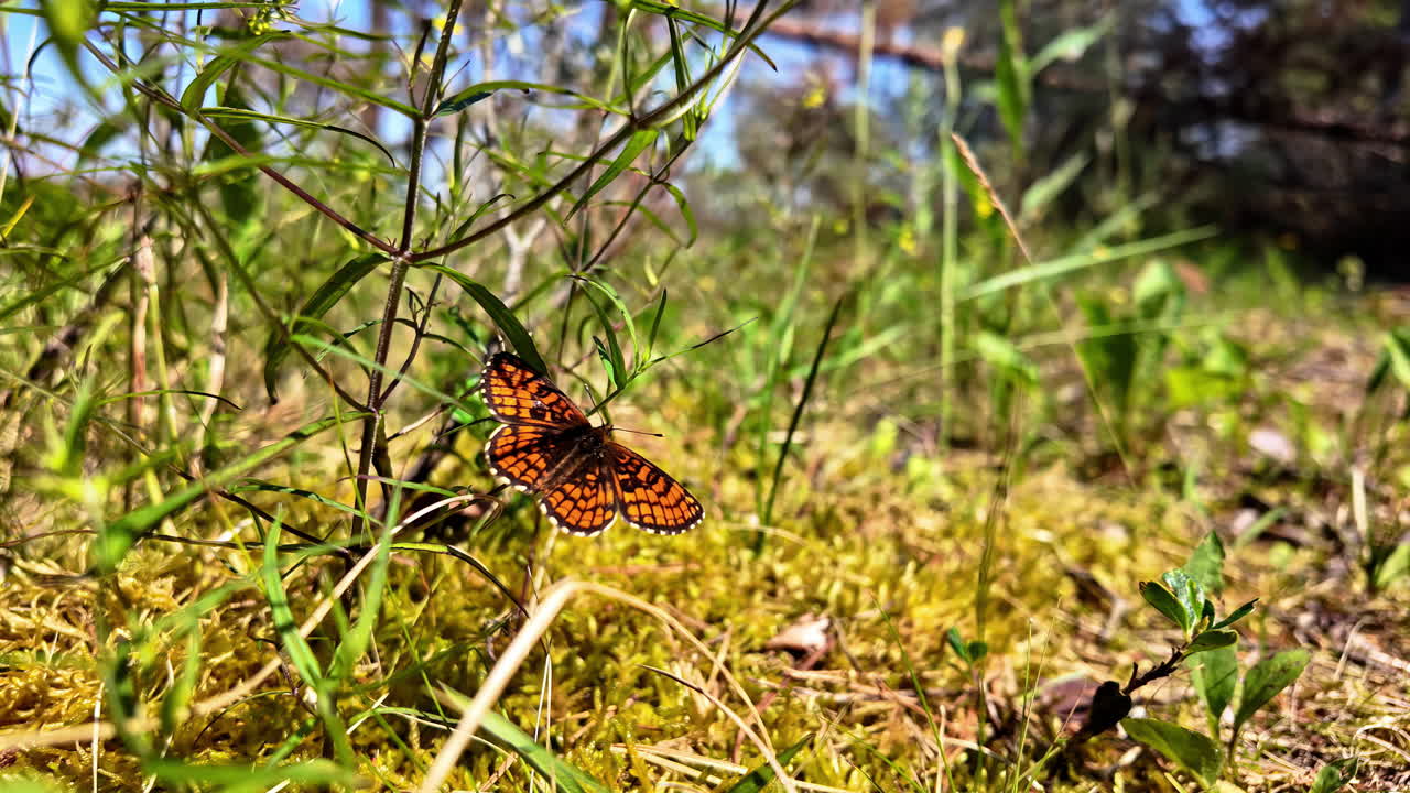 una hermosa mariposa está sentada en la hierba en un prado verde mientras la hierba se mueve en el viento, primer plano, copia el espacio