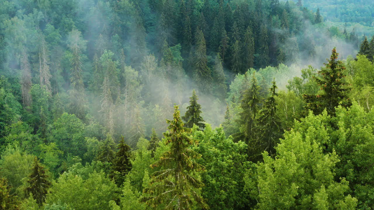 Foresta verde con fitta nebbia fumosa sugli alberi, ripresa aerea con drone.