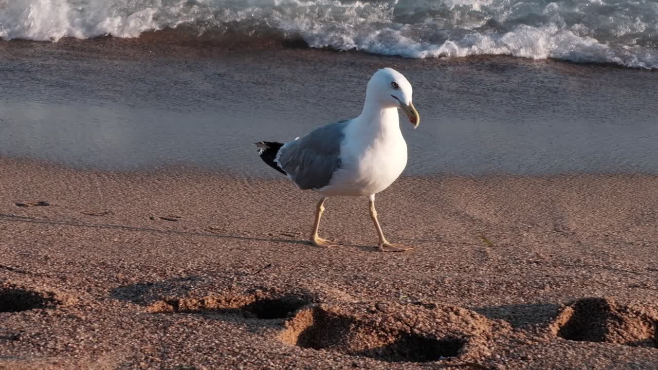 Nahaufnahme einer Möwe, die am Strand in Cannes, Frankreich, entlangläuft