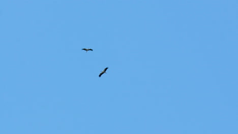 Two-storks-soaring-high-in-the-clear-blue-sky,-flying-in-tandem-with-wings-fully-extended,-capturing-their-grace-and-freedom