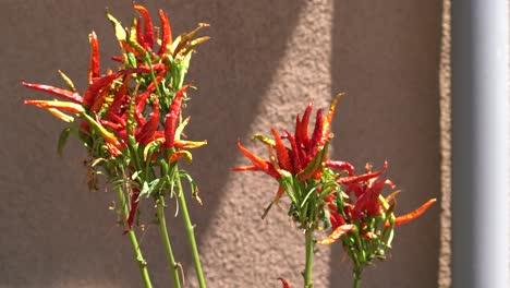 chiles tailandeses picantes listos para cosechar