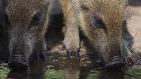 two young wild boars drinking water