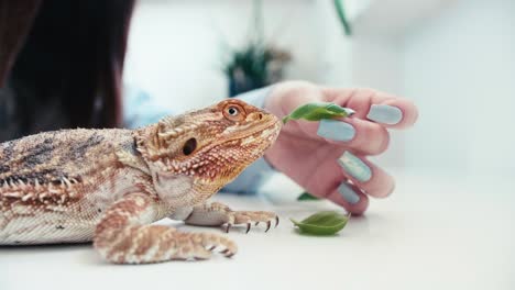 mano caucásica mujer uñas largas alimentan lagarto mascota, dragones barbudos, cerca de animales salvajes tropicales exóticos de pie en casa moderna