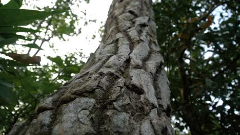 slow motion shot bark of old wood tree, lush vegetation background - low angle