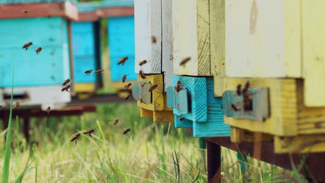 Swarm of bees near beehive. Honey bees swarming and flying around their beehive