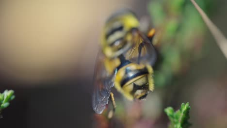 Extreme-macro-detail-closeup-of-bee-cleaning-wings-itself,-rear-view,-day