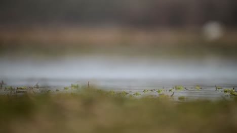 black-Winged-Stilt-Feeding-in-Lake