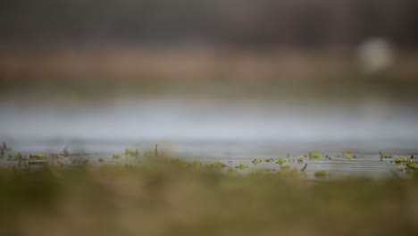 black winged stilt feeding in lake