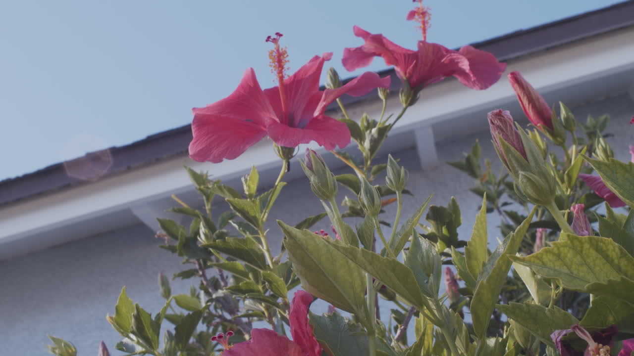 mirando algunas flores rosadas