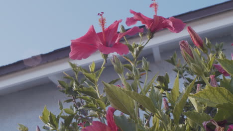 looking up at some pink flowers