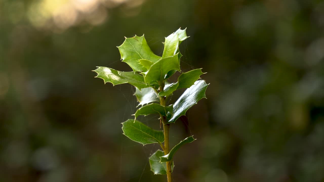 Holly Plant At Daylight With A Little Breeze Close up