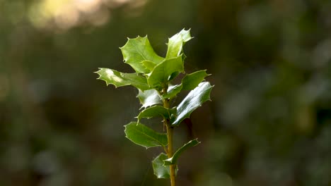 holly plant at daylight with a little breeze close up