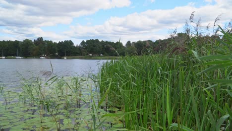 Blick-Hinter-Das-Schilf-Auf-See-Und-Wald-Und-Festgemachte-Yachten