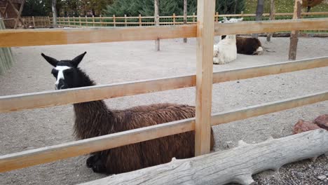 Braunes-Lama,-Das-Auf-Den-Sand-Legt