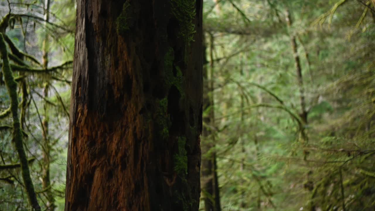 panorámica de un majestuoso gran cedro en la selva tropical del norte de vancouver
