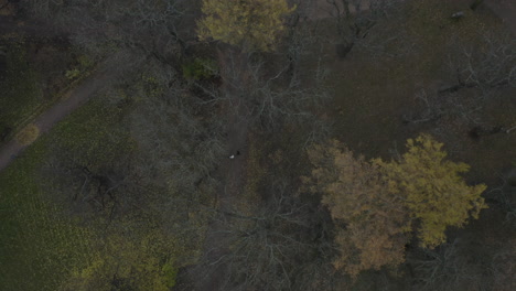 drone top down view of trees in a city park in the autumn season