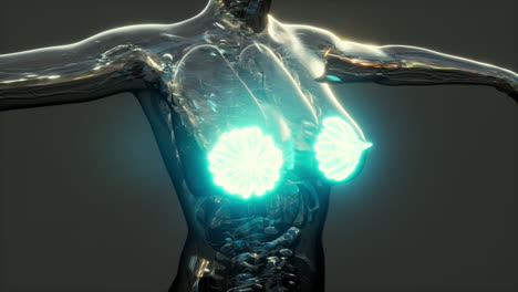 science-anatomy-of-human-body-with-glow-mammary-gland