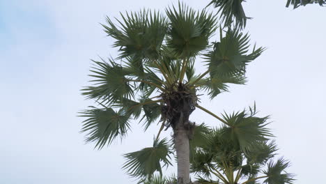 Landscape-of-sugar-palm-tree-view-against-to-sky