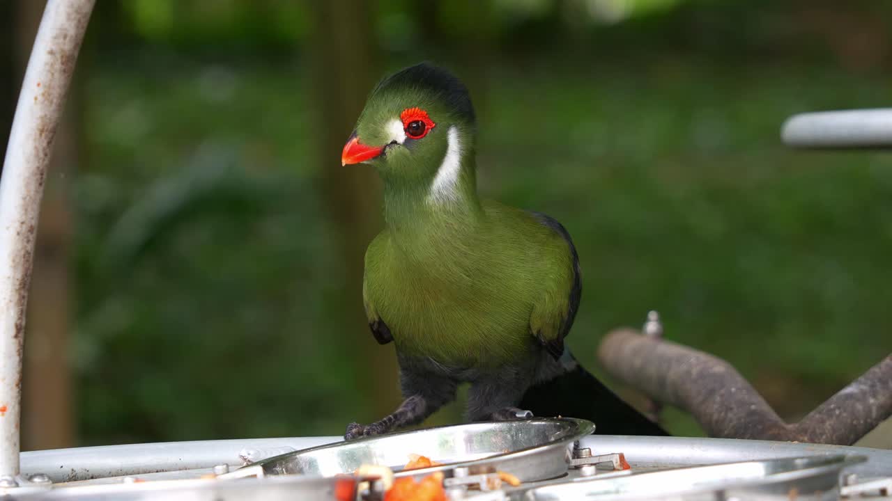 활기찬 털을 가진 이 은 투라코는 새 먹이 의 가장자리에 앉아 머리를 흔들고 그에서 과일을 먹습니다.