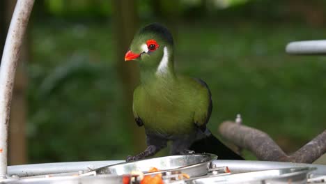 Turaco-De-Mejillas-Blancas-Con-Plumaje-Vibrante,-Encaramado-En-El-Borde-Del-Comedero-De-Pájaros,-Sacude-La-Cabeza-Y-Come-Frutas-Del-Cuenco,-Primer-Plano