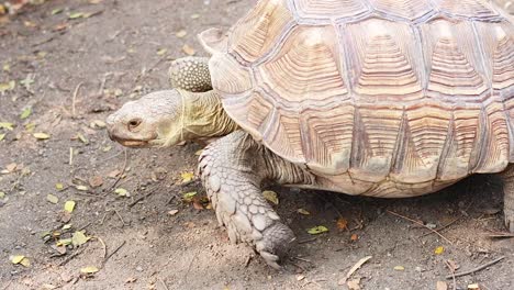 tortoise moving slowly at a floating market