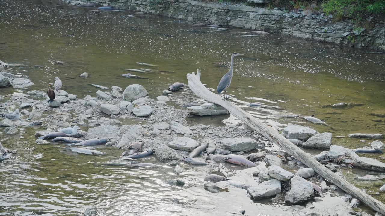 Birds gather along a rocky stream during a salmon run, surrounded by fish and nature's cycle