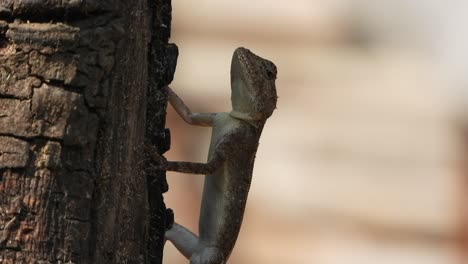 lizard  in tree waiting for pry