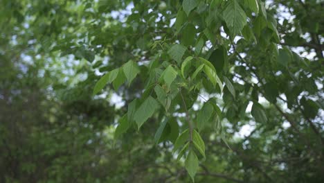 close up shot of green leaves of tree during calm sunny day in summer, zoom out