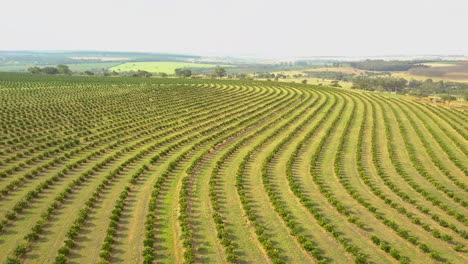 Weitläufige-Orangenhaine-Säumen-Die-Brasilianische-Landschaft,-Atemberaubende-Luftaufnahme