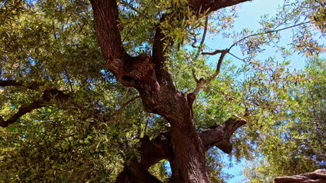 Old massive olive tree against blue sky in Greece