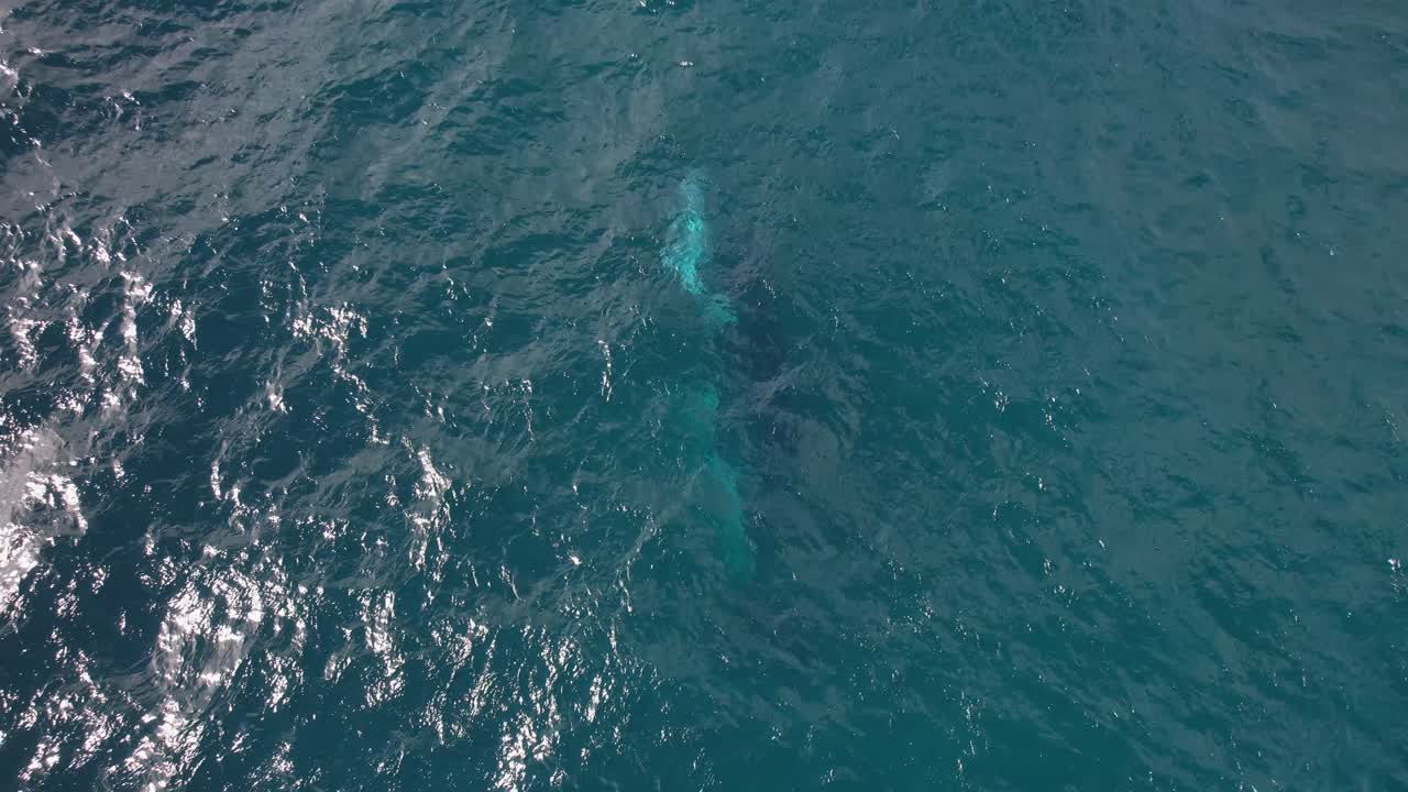 오스트레일리아 nsw 의 푸른 바다 에 있는 새끼 고래 와 어미 고래 - 공중 드론 촬영