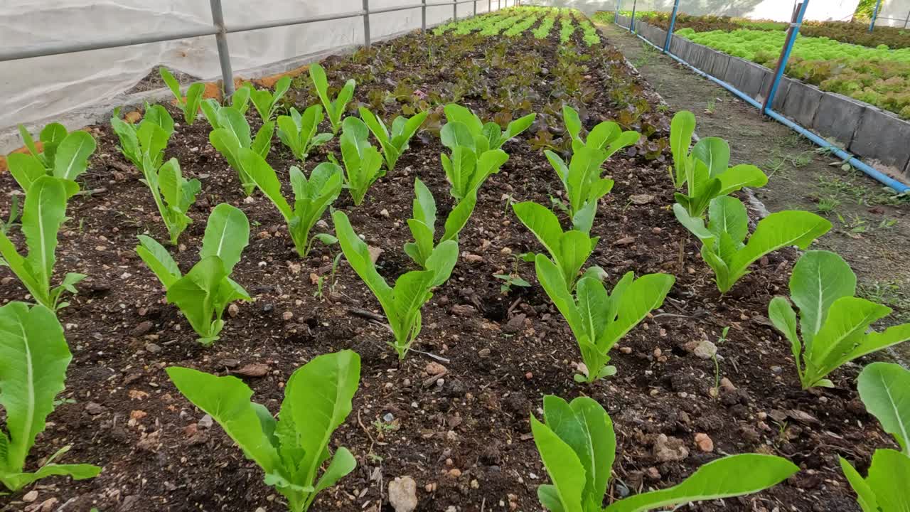 Growing lettuce seedlings in a controlled environment