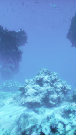 beautiful coral reef with colorful fish