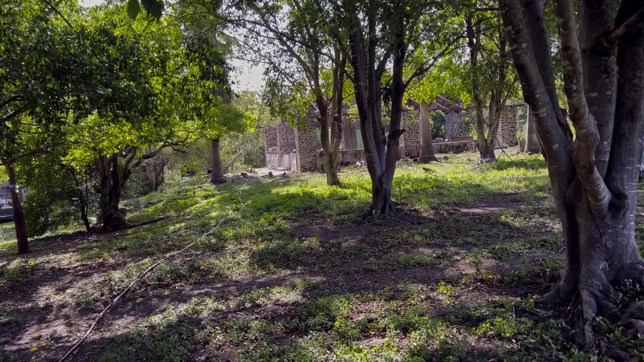 La luce del sole filtra attraverso alberi maturi in un giardino rurale erboso, creando ombre chiazzate. Una struttura in pietra stagionata e la vegetazione circostante sono visibili nell'ambiente esterno tranquillo