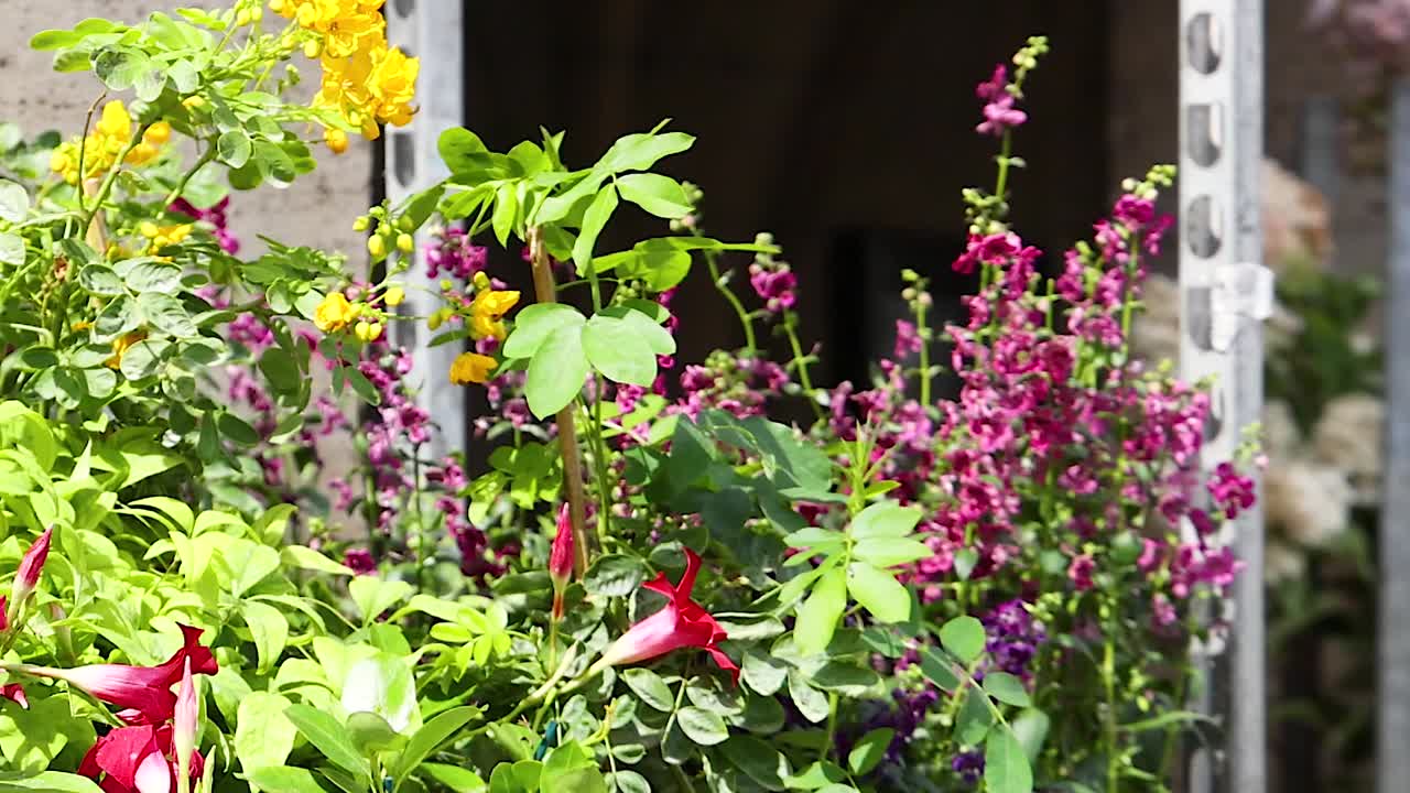 정원 에 있는 다채로운 꽃 들