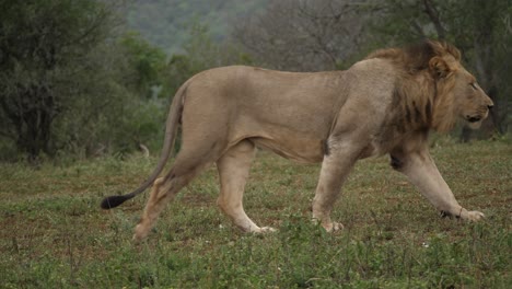 closeup of large muscular lion walking across grassland