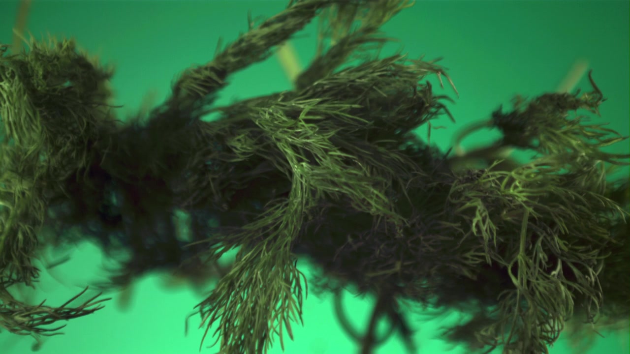 緑の背景に成長し広がる抽象的な緑の植物素材