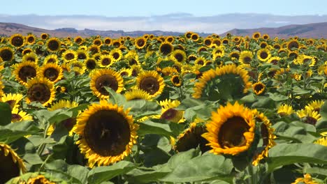 Wunderschönes-Sonnenblumenfeld-Im-Strahlenden-Sonnenschein-Kaliforniens-In-Der-Nähe-Von-Gilroy,-Kalifornien