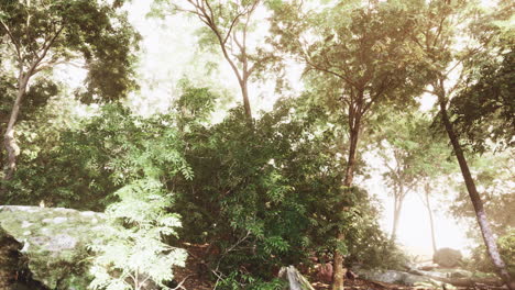 Late-summer-sunlight-breaking-through-the-trees