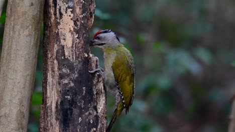 El-Pájaro-Carpintero-De-Cabeza-Gris-También-Se-Llama-Pájaro-Carpintero-De-Cara-Gris-Se-Encuentra-En-Muchos-Parques-Nacionales-En-Tailandia-Y-Es-Muy-Particular-En-La-Elección-De-Su-Hábitat-Para-Que-Prospere