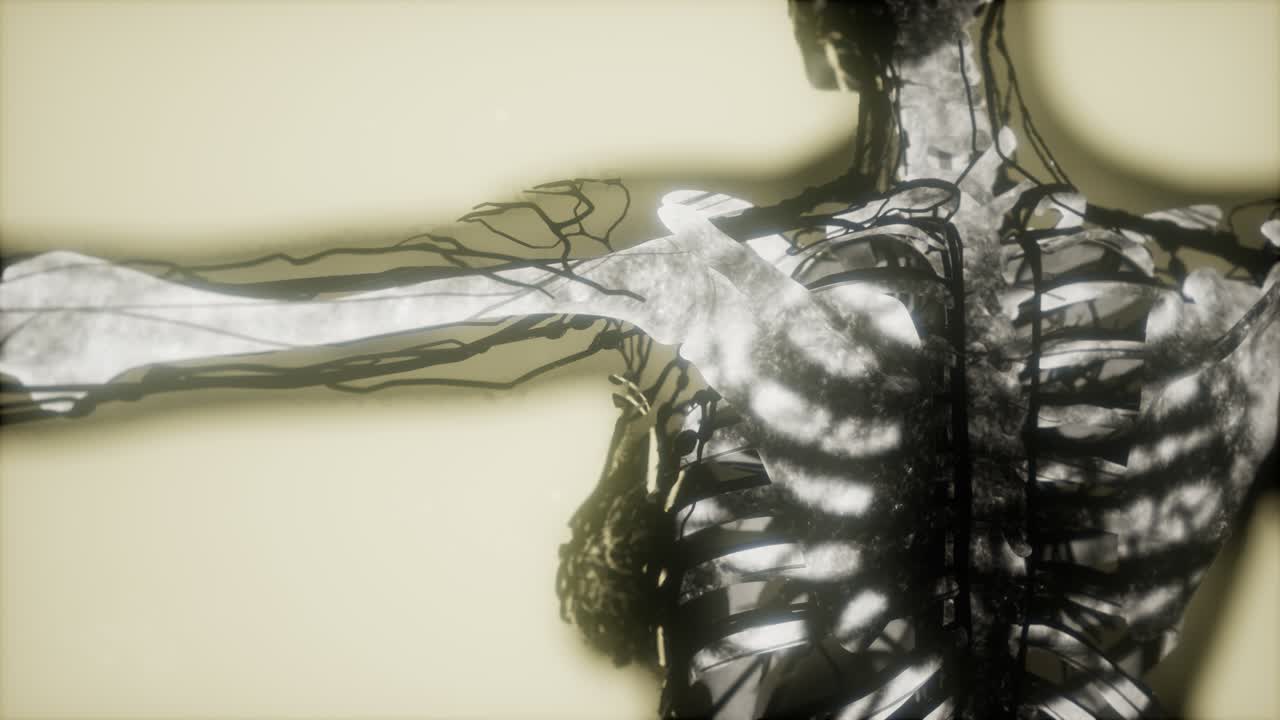 los huesos del esqueleto humano escanean brillando