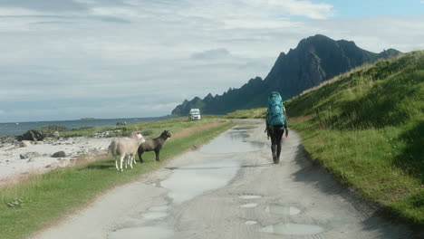 curious sheep are following a hiker woman on a country road, beautiful norwegian bay in the background on a summer sunny day, bleik, lofoten