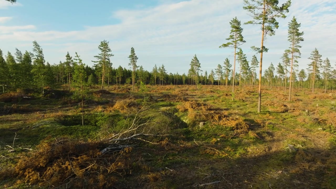 Drönarvy över ett kalhugget skogsområde och avverkningsplats på landsbygden i Finland.