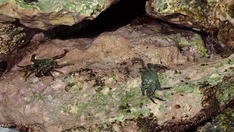 crabs on the rocks at bellows field beach park