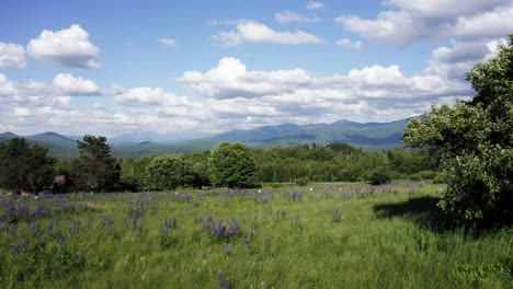 beautiful lupine field with rolling mountains