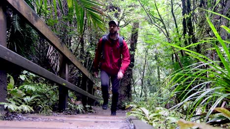 hombre al aire libre usando equipo de senderismo al aire libre, mochila, abrigo impermeable, subiendo escalones en un bosque en velo de novia cae pista en nueva zelanda, aotearoa