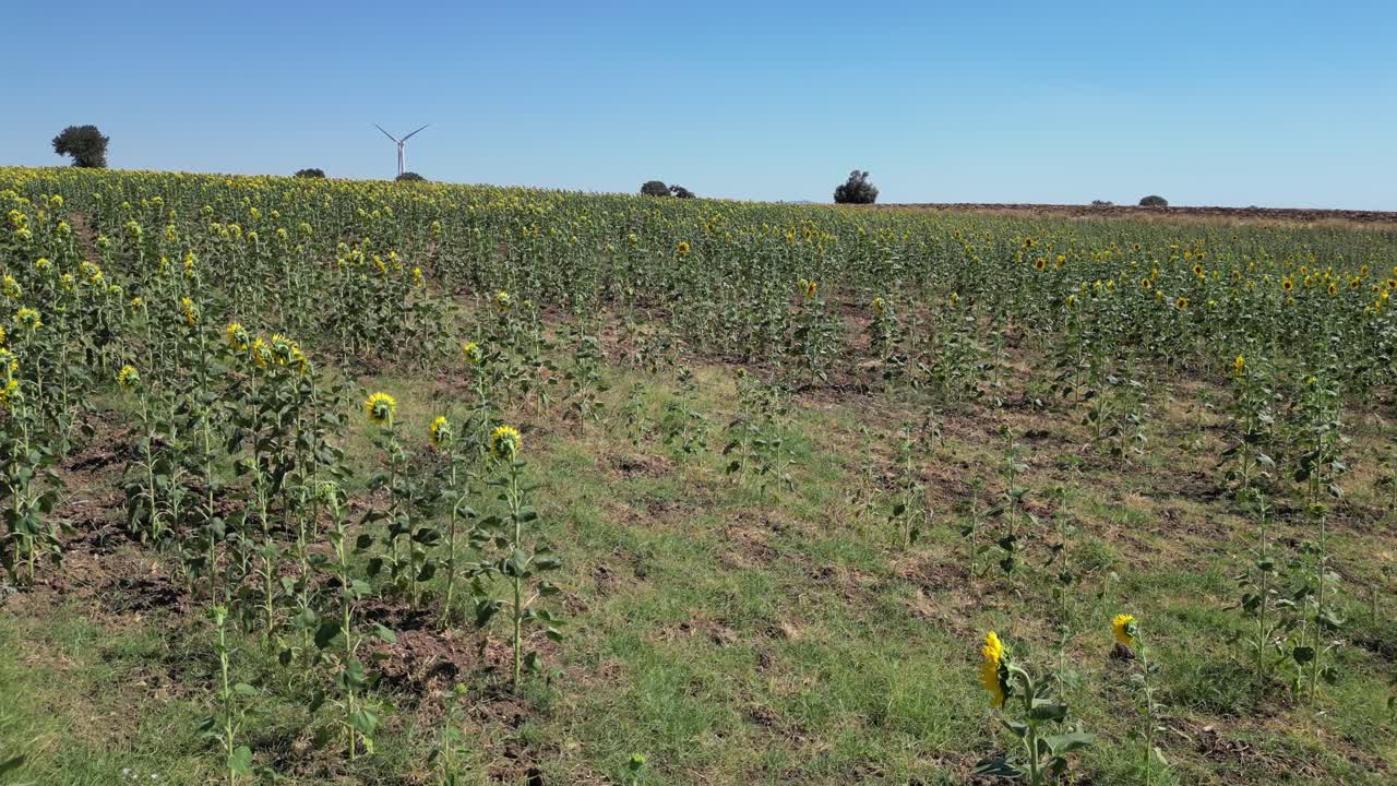Aerial drone video of a sunflower field on a beautiful sunny day