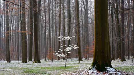 delicate white blossoms emerging on snow covered forest tree, creating serene winter landscape with subtle hints of spring renewal and natural beauty