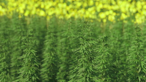 vibrant green plants thrive in sunlight amidst a colorful backdrop of flowers