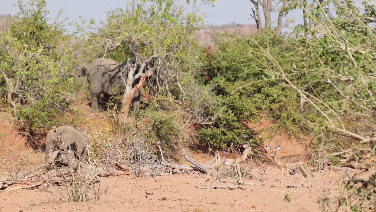 Wide shot of two impala males standing face to face ready to log horns with elephants walking and feeding in the background, Tuli Botswana.
